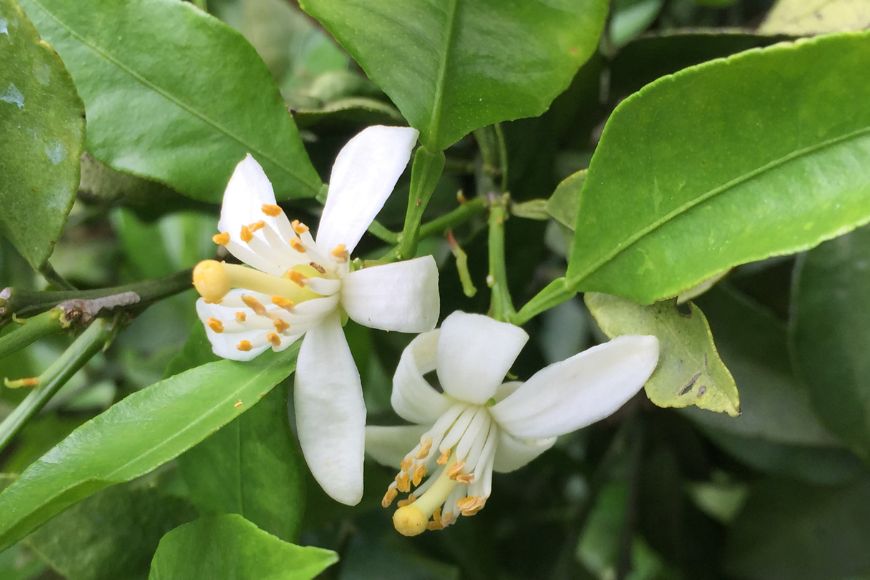【愛媛県産】田縁農園の無添加100%ジュース 3本セット（720ml×3本/みかん1、せとか1、不知火1） ストレート果汁100％ IKTA007