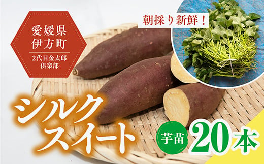 【数量限定】植え付け簡単！シルクスイート 芋苗（20本）｜さつまいも サツマイモ 焼き芋 焼芋 栽培 愛媛県 ※2024年5月下旬〜8月上旬頃に順次発送予定