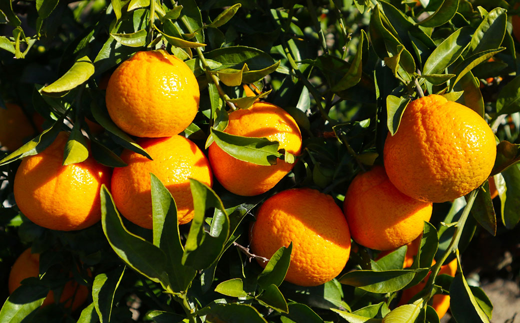 【先行予約】【数量限定】温州みかん5kg（石崎農園）※離島への配送不可 （2025年11月25日より順次発送予定） IKTAG001