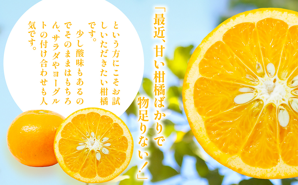 【先行予約】【訳あり】浅野農園のサンフルーツ 10kg ※離島への配送不可（2026年3月中旬頃より順次発送予定） IKTAC011