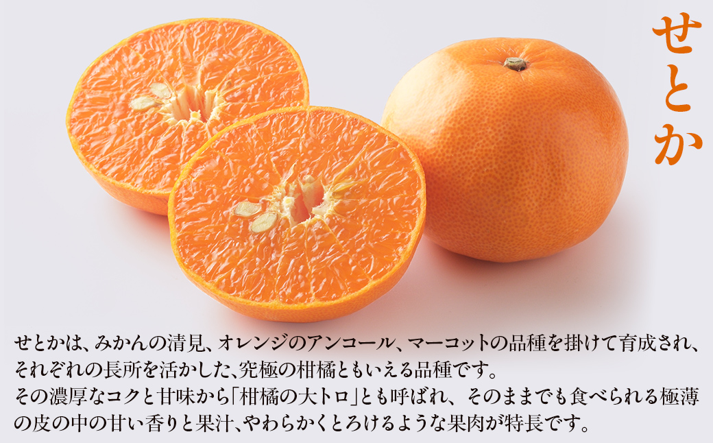 【先行予約】せとか5kg ※離島への配送不可 （2027年2月10日より順次発送予定） IKTAG004