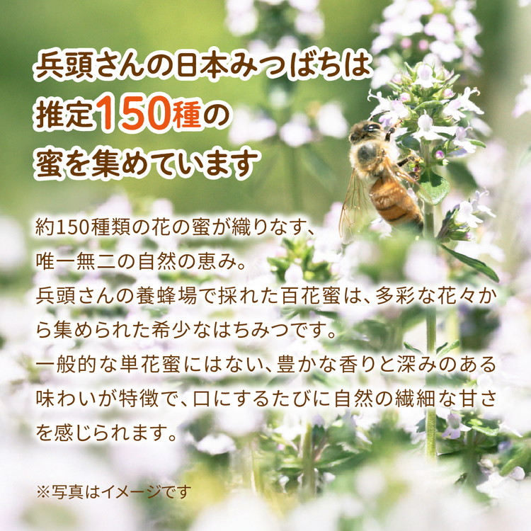 兵頭さん家の国産はちみつ 2瓶（計480g 計360cc） ｜ 国産 百花蜜 蜂蜜 ハチミツ 深山ミツバチ 研究25年 日本ミツバチ ※離島への配送不可
