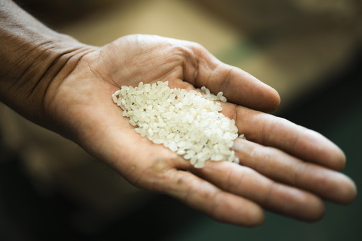 【令和6年産】【自然環境米】鬼北のせせらぎ2kg×6袋セット（鬼北産コシヒカリ） ｜ お米 お米不足 お米品薄 おいしい お米 事業者支援 送料無料 白米 精米 国産 限定 ごはん ご飯 白飯 ゴハン 愛媛県産 鬼北町＜米 コメ こめ 精米 お米 白米  コシヒカリ 環境に優しい こだわり 持続可能 愛媛県 鬼北町 ＞