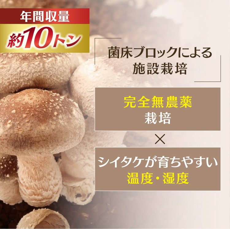 菌床しいたけ 900g（2L～3L）24個 ｜ 肉厚 収穫直後 新鮮 旨味たっぷり 菌床栽培 国産 きのこ キノコ 野菜 料理 食品 産地直送 自宅用 愛媛県鬼北町　※離島への配送不可　※2026年7月下旬頃までに順次発送予定