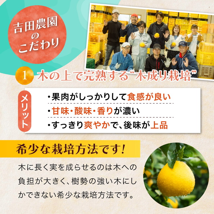 訳あり 河内晩柑5kg（家庭用） ＜ 柑橘 希少 果物 国産 フルーツ みかん 蜜柑 訳あり 家庭用 和製 グレープフルーツ ブランド 愛媛 果実 ビタミン ＞ ※2026年4月上旬～8月上旬頃に順次発送予定