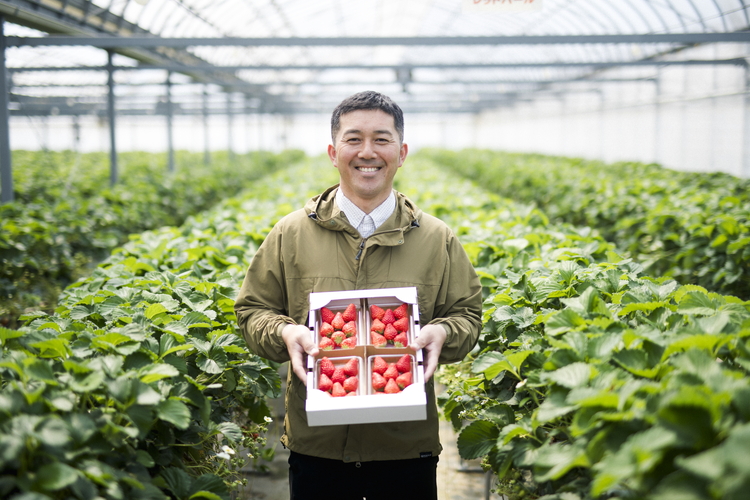 いちご 食べ比べ 4パック　あかまつ農園  ＜苺 いちご イチゴ 果物 フルーツ 農家直送 レッドパール 紅い雫 紅ほっぺ 贈り物 ギフト＞ ※2025年2月中旬～3月中旬頃に順次発送予定