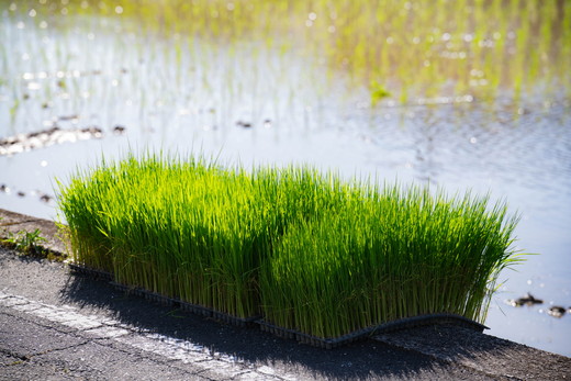 ã2ãµæå®æäŸ¿ãè°·å£ããå®¶ã®ã³ã·ãã«ãª èš10kgïŒ5kgÃ2åïŒ ïœ ã飯 çœç±³ ãç±³ 什å7幎 å®æäŸ¿ 什å7å¹Žç£ 10kg 粟米æžã¿ æåªç鬌åçº â»é¢å³¶ãžã®é
éäžå¯