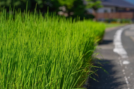 ããã«ããå°éåºåŸ¡çšéïŒãè€åããå®¶ã®ãã«ããŒã¯ã€ãŒã³5kgã什å7幎ç£ã ïœ ã飯 çœç±³ ãç±³ 5kg 什å7幎 å®æäŸ¿ 什å7å¹Žç£ ç²Ÿç±³æžã¿ æåªç鬌åçºãâ»2025幎9æäžæ¬é ããé æ¬¡çºéäºå®