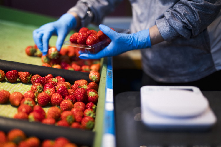 【2026年春収穫分】【先行予約】レッドパール 4パック（約720g） | いちご イチゴ 苺 大福 ジャム タルト アイス ケーキ ギフト あかまつ農園 ※離島への配送不可 ※2026年2月中旬頃より順次発送予定