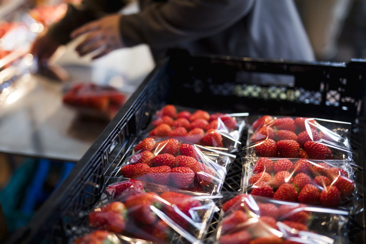 ã2026幎æ¥åç©«åããå
è¡äºçŽãçŽ
ã»ã£ãº 4ããã¯ïŒçŽ720gïŒ | ãã¡ã ã€ããŽ èº å€§çŠ ãžã£ã ã¿ã«ã ã¢ã€ã¹ ã±ãŒã ã®ãã ãããŸã€èŸ²å â»é¢å³¶ãžã®é
éäžå¯ â»2026幎2æäžæ¬é ããé æ¬¡çºéäºå®