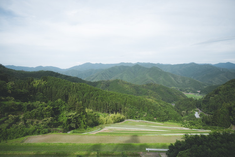 兵頭さん家の国産はちみつ 2瓶（計480g 計360cc） ｜ 国産 百花蜜 蜂蜜 ハチミツ 深山ミツバチ 研究25年 日本ミツバチ ※離島への配送不可