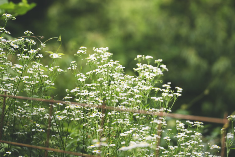 兵頭さん家の国産はちみつ 2瓶（計480g 計360cc） ｜ 国産 百花蜜 蜂蜜 ハチミツ 深山ミツバチ 研究25年 日本ミツバチ ※離島への配送不可