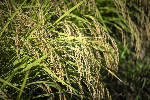 【R7年産】【愛媛県ブランド】ひめの凜 10kg（プレミアムクオリティ） ｜ お米 お米不足 お米品薄 おいしい お米 事業者支援 送料無料 白米 精米 国産 限定 ごはん ご飯 白飯 ゴハン 愛媛県産 鬼北町 ※2025年11月上旬より順次発送予定