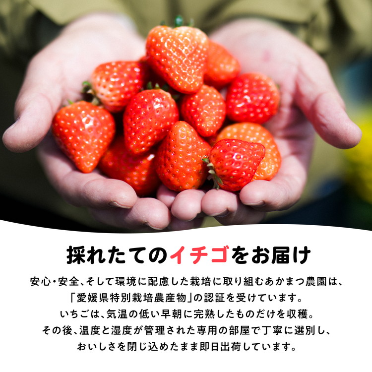 ã2026幎æ¥åç©«åããå
è¡äºçŽãçŽ
ã»ã£ãº 4ããã¯ïŒçŽ720gïŒ | ãã¡ã ã€ããŽ èº å€§çŠ ãžã£ã ã¿ã«ã ã¢ã€ã¹ ã±ãŒã ã®ãã ãããŸã€èŸ²å â»é¢å³¶ãžã®é
éäžå¯ â»2026幎2æäžæ¬é ããé æ¬¡çºéäºå®