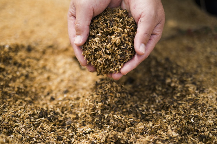 【2026年春収穫分】【先行予約】レッドパール 4パック（約720g） | いちご イチゴ 苺 大福 ジャム タルト アイス ケーキ ギフト あかまつ農園 ※離島への配送不可 ※2026年2月中旬頃より順次発送予定