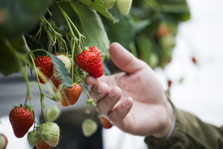 ã2026幎æ¥åç©«åããå
è¡äºçŽãçŽ
ã»ã£ãº 4ããã¯ïŒçŽ720gïŒ | ãã¡ã ã€ããŽ èº å€§çŠ ãžã£ã ã¿ã«ã ã¢ã€ã¹ ã±ãŒã ã®ãã ãããŸã€èŸ²å â»é¢å³¶ãžã®é
éäžå¯ â»2026幎2æäžæ¬é ããé æ¬¡çºéäºå®