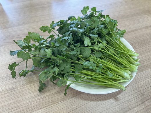 LED水耕栽培 香味野菜（パクチー）250g＜野菜 やさい パクチー 香草野菜 美容 オーガニック アジア野菜  愛媛県 鬼北町＞