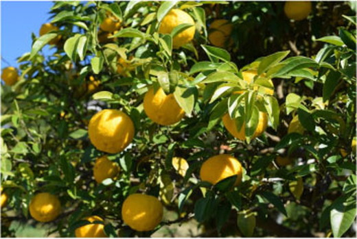 ゆずのす（柚子100％果汁）500ml×6本 | ゆず 果汁 柚子 原液 愛媛県鬼北町 いのすや