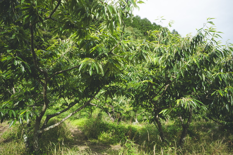 兵頭さん家の国産はちみつ 1瓶（240g 180cc） ｜ 国産 百花蜜 蜂蜜 ハチミツ 深山ミツバチ 研究25年 日本ミツバチ ※離島への配送不可
