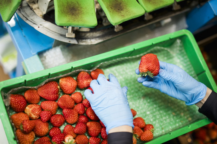 ã2026幎æ¥åç©«åããå
è¡äºçŽãçŽ
ã»ã£ãº 4ããã¯ïŒçŽ720gïŒ | ãã¡ã ã€ããŽ èº å€§çŠ ãžã£ã ã¿ã«ã ã¢ã€ã¹ ã±ãŒã ã®ãã ãããŸã€èŸ²å â»é¢å³¶ãžã®é
éäžå¯ â»2026幎2æäžæ¬é ããé æ¬¡çºéäºå®