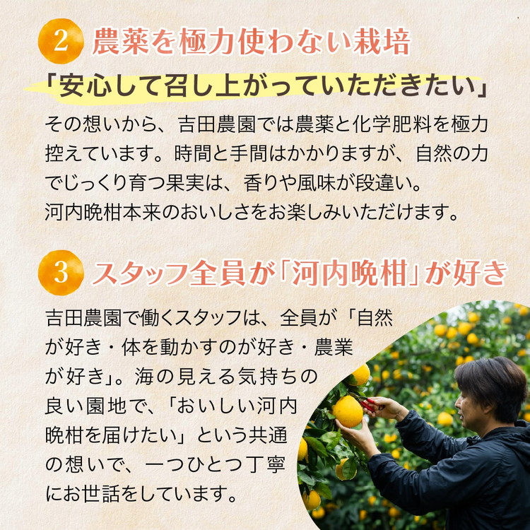 訳あり 河内晩柑5kg（家庭用） ＜ 柑橘 希少 果物 国産 フルーツ みかん 蜜柑 訳あり 家庭用 和製 グレープフルーツ ブランド 愛媛 果実 ビタミン ＞ ※2026年4月上旬～8月上旬頃に順次発送予定