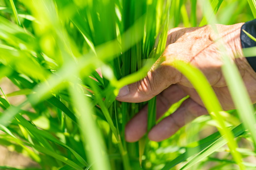ããã«ããå°éåºåŸ¡çšéïŒãè€åããå®¶ã®ãã«ããŒã¯ã€ãŒã³5kgã什å7幎ç£ã ïœ ã飯 çœç±³ ãç±³ 5kg 什å7幎 å®æäŸ¿ 什å7å¹Žç£ ç²Ÿç±³æžã¿ æåªç鬌åçºãâ»2025幎9æäžæ¬é ããé æ¬¡çºéäºå®