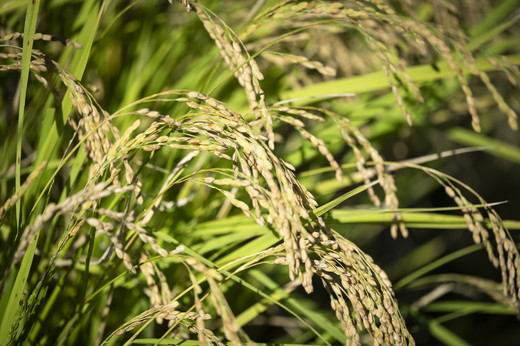 ãR7幎ç£ãã«ããŸãÃã²ãã®åïŒãã¬ãã¢ã ã¯ãªãªãã£ïŒ å5kg ïŒèš10kgïŒ ãé£å³å€ã»å³åºŠå€åèšïŒ170以äžãïœ ãç±³ ãç±³åè ãããã ãç±³ éæç¡æ çœç±³ æåªçç£ é¬Œåçº â»2025幎11æäžæ¬ããé æ¬¡çºéäºå®