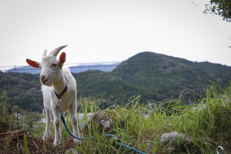 【形・模様ランダム】鬼のハニワ「おにわ」 1体 | 陶芸 粘土 子ども インテリア 観賞用 ※離島への配送不可