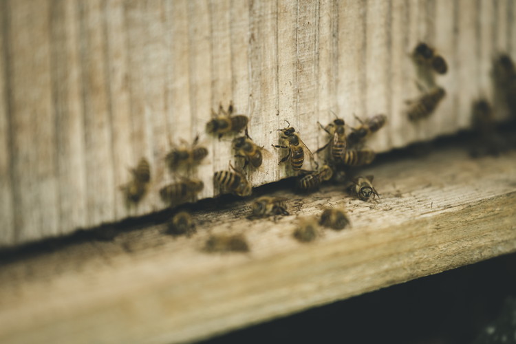 兵頭さん家の国産はちみつ 2瓶（計480g 計360cc） ｜ 国産 百花蜜 蜂蜜 ハチミツ 深山ミツバチ 研究25年 日本ミツバチ ※離島への配送不可