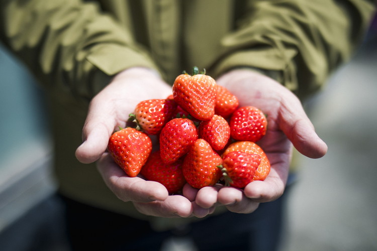 ã2026幎æ¥åç©«åããå
è¡äºçŽãçŽ
ã»ã£ãº 4ããã¯ïŒçŽ720gïŒ | ãã¡ã ã€ããŽ èº å€§çŠ ãžã£ã ã¿ã«ã ã¢ã€ã¹ ã±ãŒã ã®ãã ãããŸã€èŸ²å â»é¢å³¶ãžã®é
éäžå¯ â»2026幎2æäžæ¬é ããé æ¬¡çºéäºå®