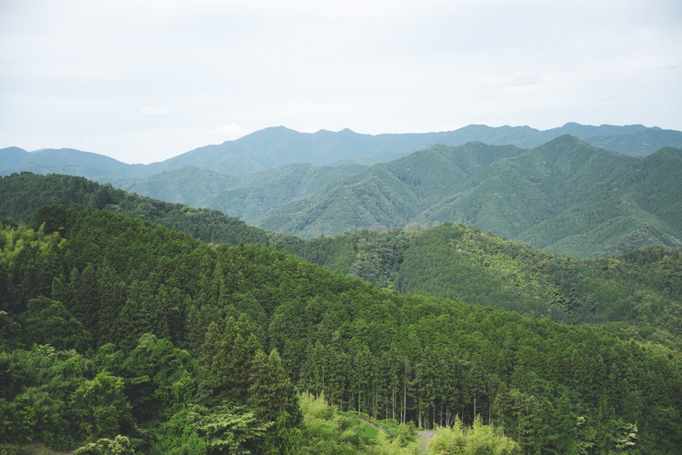 兵頭さん家の国産はちみつ 1瓶（240g 180cc） ｜ 国産 百花蜜 蜂蜜 ハチミツ 深山ミツバチ 研究25年 日本ミツバチ ※離島への配送不可