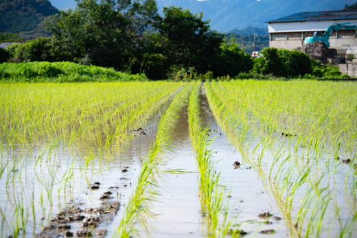 ã2ãµæå®æäŸ¿ãè°·å£ããå®¶ã®ã³ã·ãã«ãª èš10kgïŒ5kgÃ2åïŒ ïœ ã飯 çœç±³ ãç±³ 什å7幎 å®æäŸ¿ 什å7å¹Žç£ 10kg 粟米æžã¿ æåªç鬌åçº â»é¢å³¶ãžã®é
éäžå¯