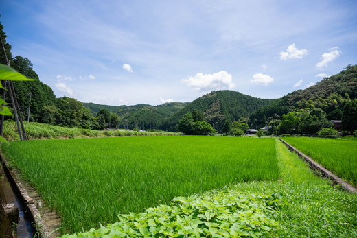 ããã«ããå°éåºåŸ¡çšéïŒãè€åããå®¶ã®ãã«ããŒã¯ã€ãŒã³5kgã什å7幎ç£ã ïœ ã飯 çœç±³ ãç±³ 5kg 什å7幎 å®æäŸ¿ 什å7å¹Žç£ ç²Ÿç±³æžã¿ æåªç鬌åçºãâ»2025幎9æäžæ¬é ããé æ¬¡çºéäºå®