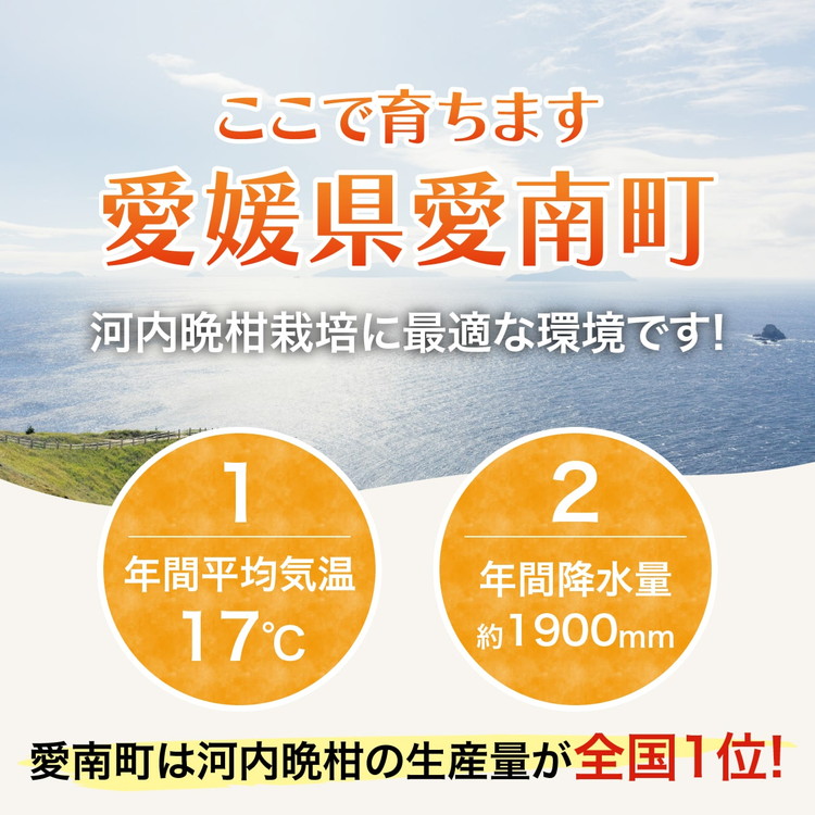 愛南産の河内晩柑10kg(約22～32個) ＜ 柑橘 希少 果物 国産 フルーツ みかん 蜜柑 和製 グレープフルーツ ブランド 愛媛 果実 ビタミン ＞ ※北海道・沖縄・離島への配送不可 ※2026年4月上旬～8月上旬頃に順次発送予定