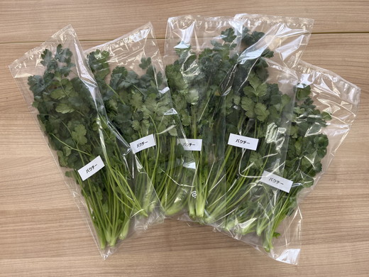 LED水耕栽培 香味野菜（パクチー）250g＜野菜 やさい パクチー 香草野菜 美容 オーガニック アジア野菜  愛媛県 鬼北町＞