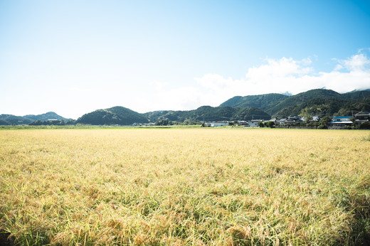 【R7年産】【自然環境米】鬼北のせせらぎ（コシヒカリ） 5kg ｜ お米 お米不足 お米品薄 おいしい お米 事業者支援 送料無料 白米 精米 国産 限定 ごはん ご飯 白飯 ゴハン 愛媛県産 鬼北町 ※2025年9月下旬頃より順次発送予定