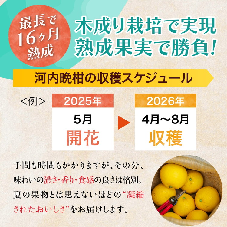 愛南産の河内晩柑10kg(約22～32個) ＜ 柑橘 希少 果物 国産 フルーツ みかん 蜜柑 和製 グレープフルーツ ブランド 愛媛 果実 ビタミン ＞ ※北海道・沖縄・離島への配送不可 ※2026年4月上旬～8月上旬頃に順次発送予定