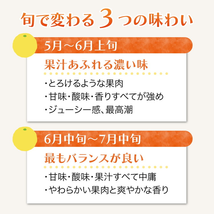 愛南産の河内晩柑10kg(約22～32個) ＜ 柑橘 希少 果物 国産 フルーツ みかん 蜜柑 和製 グレープフルーツ ブランド 愛媛 果実 ビタミン ＞ ※北海道・沖縄・離島への配送不可 ※2026年4月上旬～8月上旬頃に順次発送予定