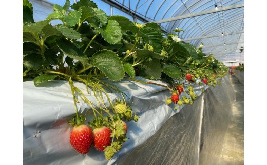 縺ゅ°縺セ縺、霎イ蝨偵ョ蜀キ蜃阪≠縺九∪縺、闍コ縲2kg