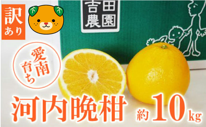 数量限定 先行予約 訳あり 河内晩柑 10kg 12000円 みかん わけあり かわちばんかん 愛南ゴールド あいなん ゴールド 夏 文旦 和製 グレープフルーツ 家庭用 産地直送 国産 農家直送 期間限定 数量限定 ビタミン 健康 おいしい 特産品 ゼリー ジュース アイス 等に 人気 限定 さわやか 甘い フルーツ 果物 柑橘 mikan 蜜柑 ミカン 規格外 吉田農園 愛南町 愛媛県