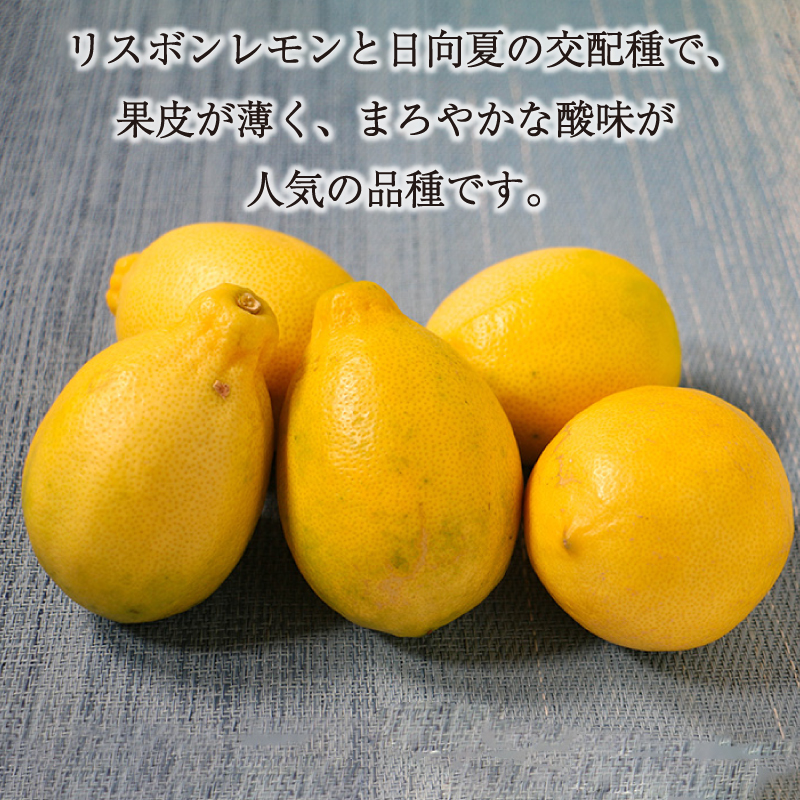 期間限定 訳あり 傷 イエロー レモン りのか 5kg 減農薬 柑橘 檸檬 果物 くだもの 国産 フルーツ 有名 愛媛 みかん職人武田屋 ブランド 愛媛県産 ビタミン 美味しい 生産者 無添加 レモンサワー ジュース チューハイ