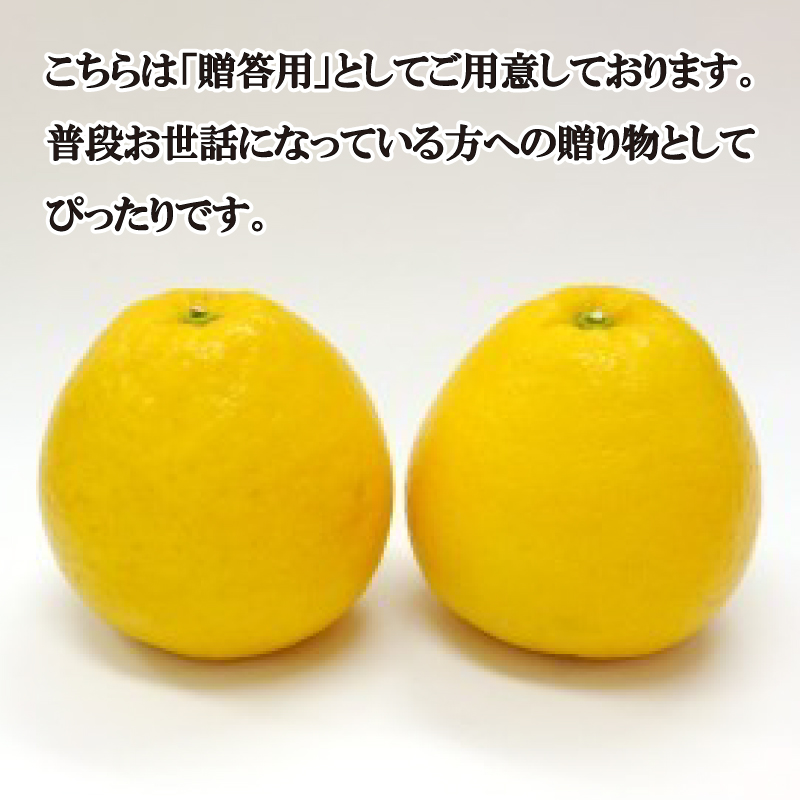 数量限定 先行予約 贈答用 河内晩柑 5kg 10000円 みかん かわちばんかん 愛南ゴールド あいなん ゴールド 夏 文旦 和製 グレープフルーツ 家庭用 産地直送 国産 農家直送 期間限定 ビタミン 健康 おいしい 特産品 ゼリー ジュース アイス 等に 人気 限定 さわやか 甘い フルーツ 果物 柑橘 mikan 蜜柑 ミカン ギフト プレゼント おすそわけ 吉田農園 愛南町 愛媛県