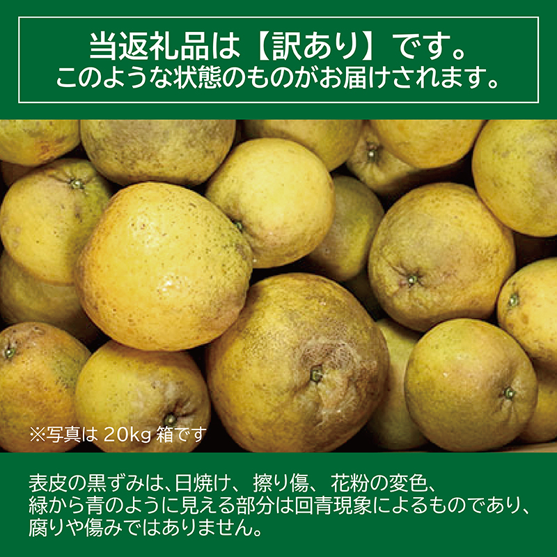 【訳あり】河内晩柑 8kg  (発送8/1～なくなり次第終了) 樹齢25年以上 愛南ゴールド