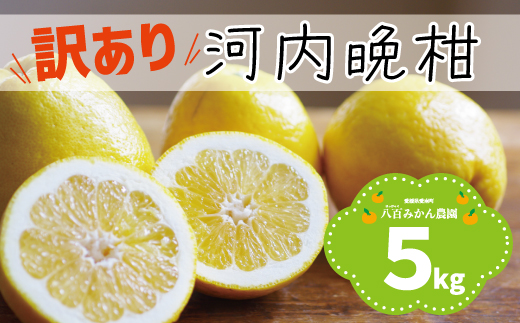 【先行予約】 訳あり 河内晩柑 5kg <発送期間：2027年4月上旬～無くなり次第終了> 八百みかん農園 の かわちばんかん 7000円 家庭用 5kg 先行 事前 予約 受付 みかん 愛南ゴールド 美生柑 文旦 グレープフルーツ 和製 防腐剤不使用 愛媛 産地直送 国産 農家直送 糖度 果樹園 期間限定 数量限定 特産品 ジュース 人気 限定 愛南  新鮮 さわやか 甘い フルーツ 果物 柑橘 蜜柑