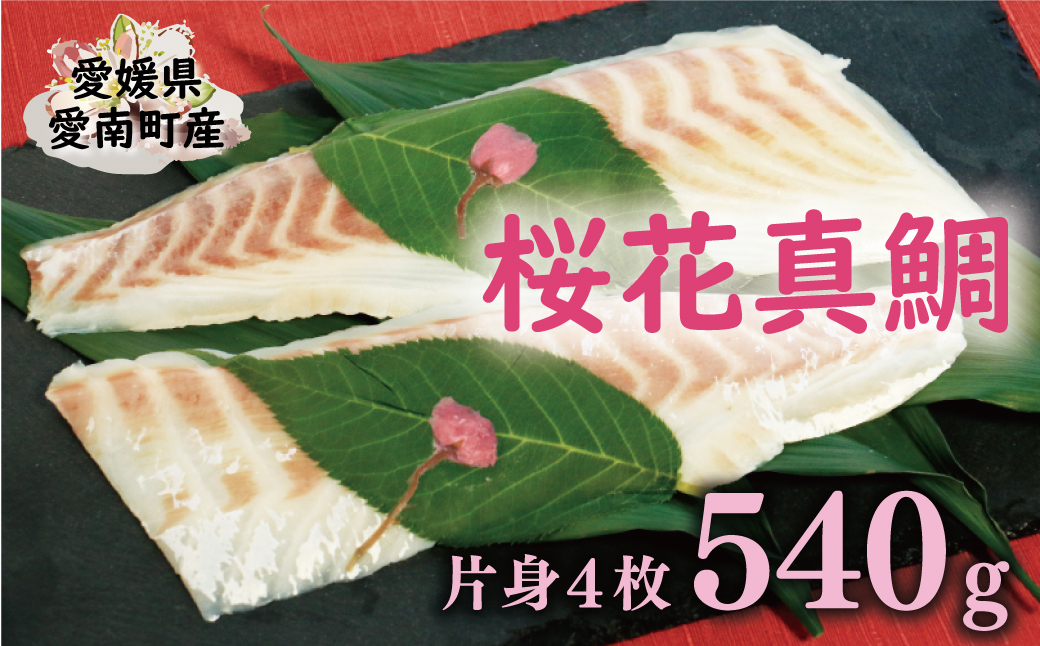 桜花 真鯛 切り身 4柵 合計 540g （ 270g ×2 パック ） 朝〆 まだい 鯛 愛南町 新鮮 冷凍 愛媛県 神経締め 皮引き 三枚おろし 国産 魚介 特産品 魚介類 海産物 鮮魚 養殖 産地直送 海鮮 ブランド 刺身 海鮮丼 塩焼き 煮付け 酒蒸し カルパッチョ 鯛飯 鯛しゃぶ 鯛めし 鯛茶漬け 鯛漬け お正月 お祝い 年末 年始 紅白 めでたい 真空 パック 柵 愛南サン・フィッシュ