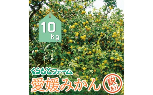 【 訳あり 】 くらもとファーム の 愛媛 みかん 10kg 訳あり みかん 温州みかん 完熟 元祖 こたつ みかん 愛媛県 産地直送 国産 農家直送 果樹園 期間限定 数量限定 温州 みかん 特産品 ジュース 人気 限定 愛南 愛媛 みかん ジューシー 甘い フルーツ 果物 柑橘