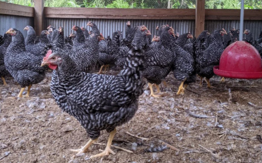 平飼い地鶏のたまご 30個 6個入×5パック たまご 卵 玉子 生卵 鶏卵 平飼い 岡崎おうはん 地鶏 鳥 鶏 愛知 なごや 岡崎 愛媛 愛南町 ケーキ お菓子 おかず ブランド 希少 送料無料 ローカルスタンダード