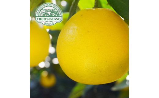 å
è¡äºçŽ èš³ãã çŸçæ ã¿ããããã çŽ10kg æ²³å
æ©æ äžæã 倧å°ããã¯ã¹ å·ãã ã°ããã ãã«ãŒã æç© ãã ãã® ææŠ æ©çæ å³éž æåª ã¿ãã èæ æå ãåœå° ãã©ã³ã