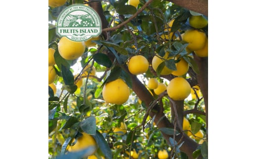 å
è¡äºçŽ èš³ãã çŸçæ ã¿ããããã çŽ10kg æ²³å
æ©æ äžæã 倧å°ããã¯ã¹ å·ãã ã°ããã ãã«ãŒã æç© ãã ãã® ææŠ æ©çæ å³éž æåª ã¿ãã èæ æå ãåœå° ãã©ã³ã