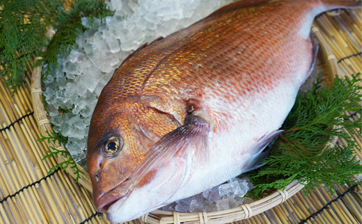 朝〆直送！愛南町産鯛さしみ用切り身（400g＋アラ付き）真鯛 朝〆 直送 新鮮 アラ 冷蔵 愛媛県 朝〆直送 皮引き 三枚おろし 兜 かぶと煮 国産 魚介 特産品 愛南町 魚介類 海産物 鮮魚 養殖 産地直送 海鮮 ブランド まだい 鯛 刺身 塩焼き 煮付け 酒蒸し カルパッチョ 鯛飯 鯛しゃぶ 鯛めし 鯛茶漬け 鯛漬け お正月 お祝い 年末 年始 紅白 めでたい 真空 パック あら炊き カマ 柵